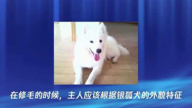 银狐犬打理的注意事项