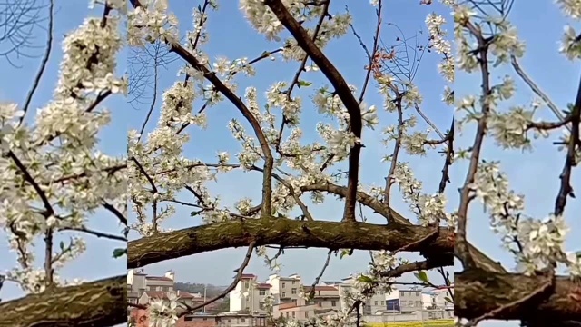 #随手拍生活#春天的花,百花盛开!芳华自现!