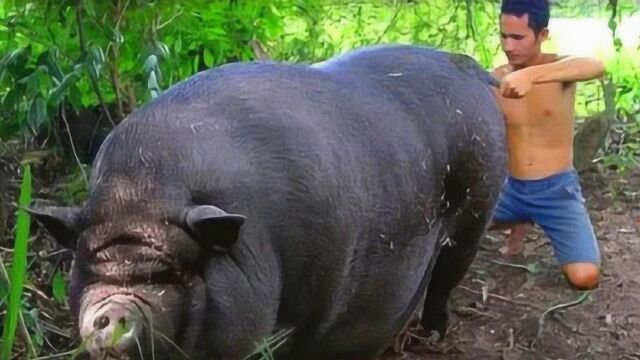 母猪意外怀孕!生下的猪宝宝更是奇怪!真相却令人哭笑不得