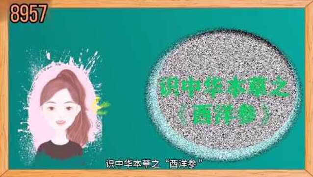 第24集 | 识中华本草之《西洋参》