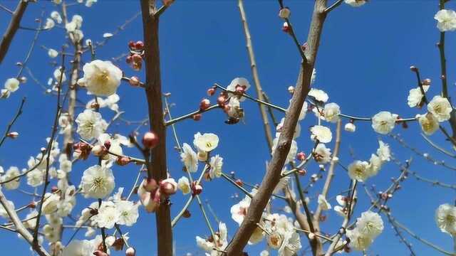 微视频丨春来了!花开了!