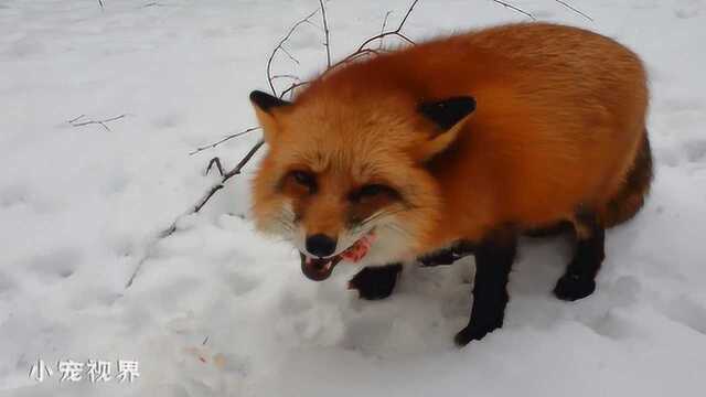 雪地里吃肉的小狐狸,快乐得像个一百多斤的猕猴桃