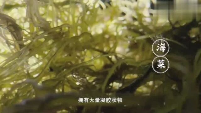 海南糟粕醋火锅有多火,看看海口老黄,一条街开了8个铺面