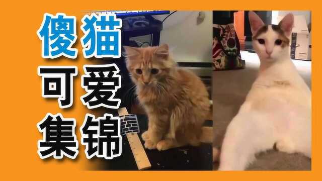 可爱的傻猫!有趣的喵星人视频最新集锦