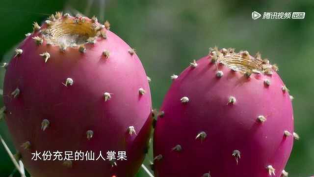 水果传:你没见过的仙人掌果实