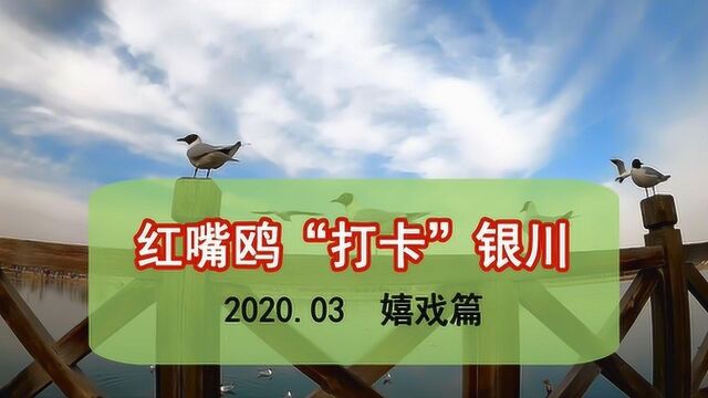 红嘴鸥“打卡”银川~之嬉戏篇