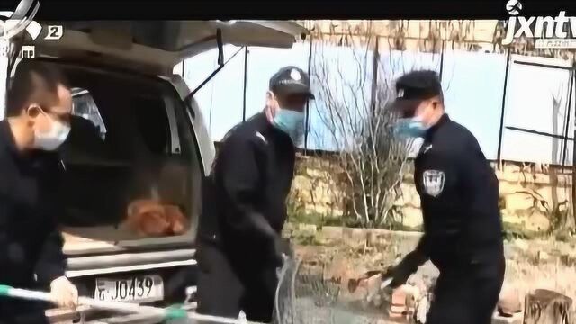 云南普洱:北豚尾猴大闹村庄 警民合力擒获