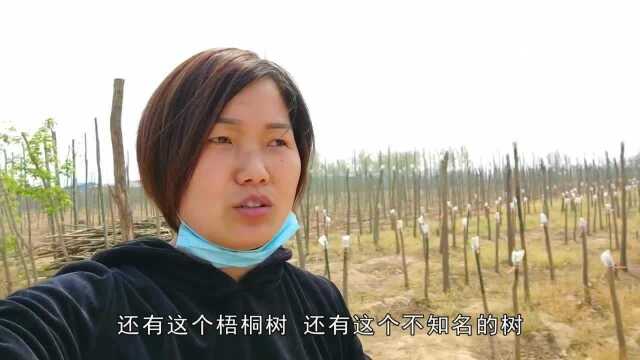 河南景观树种植基地,上百亩树被锯断,这是发生了啥事