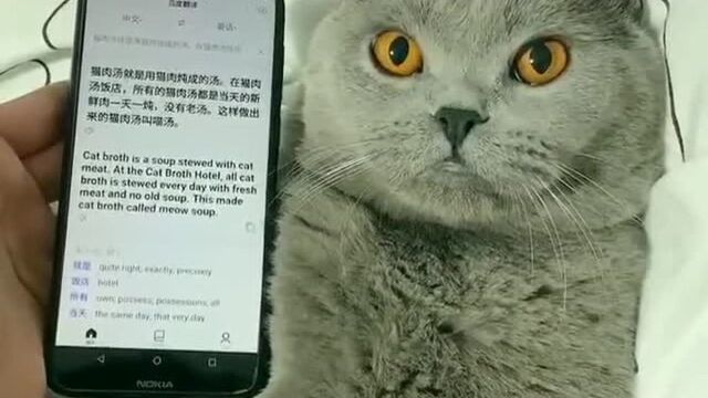 家里的猫咬人、不听话,小伙拿出手机放了段语音,猫咪表情亮了!