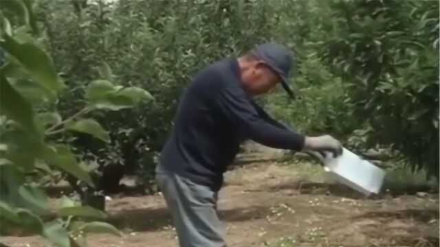 防治桃小食心虫 在越冬幼虫的出土盛期 防治得当可大大减少成虫数