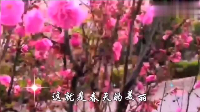 《春光美》:春天让我们回忆,回忆我们的故事,回忆多甜蜜