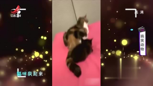 猫咪高冷?不,它疯起来它自己都害怕呢