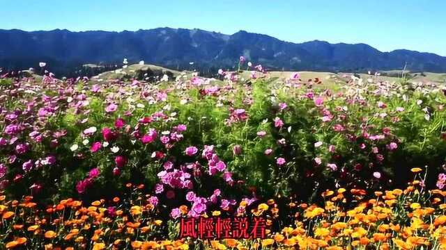 2020抖音热门音乐《夏天的风》,喜欢夏天的风,还有阳光下的你!