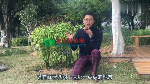 老王说植物:红楼花生在植物顶部,红色穗状花序成串