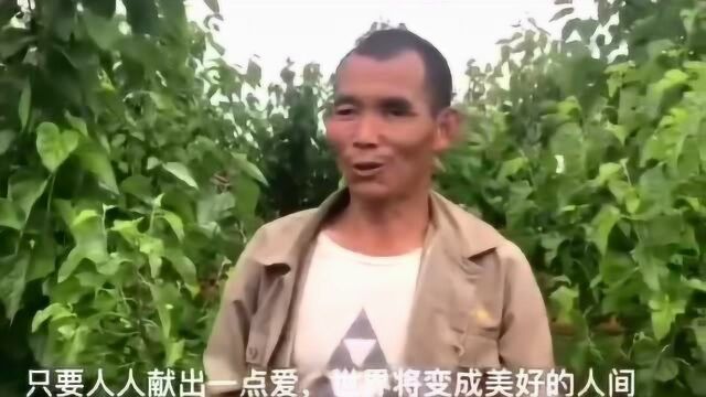 醉美汝阳桑葚园