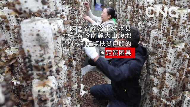 走进县区|陕西柞水:科技引领木耳产业发展