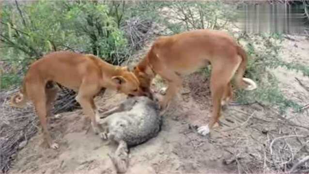 最厉害的两头猎犬,配合默契,同进同退,这头狼毫无退路可言