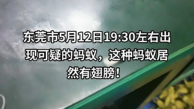 东莞市5月12日晚上出现可疑的蚂蚁,这种蚂蚁居然有翅膀