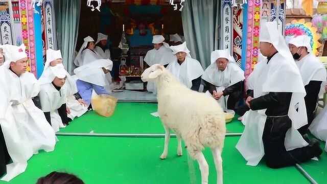 山西农村白事风俗,在灵堂前牵来一只羊,俗称“领羊”,孝子们一起跪拜