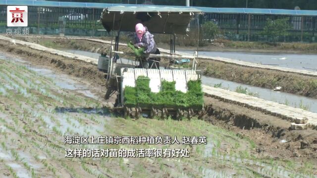 京西稻核心种植区今年开启机械化种植