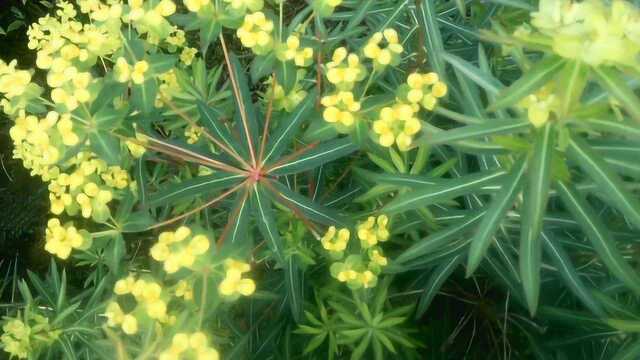 我国台湾省的特有野草,能防止肝硬化,经常喝酒的人了解一下!