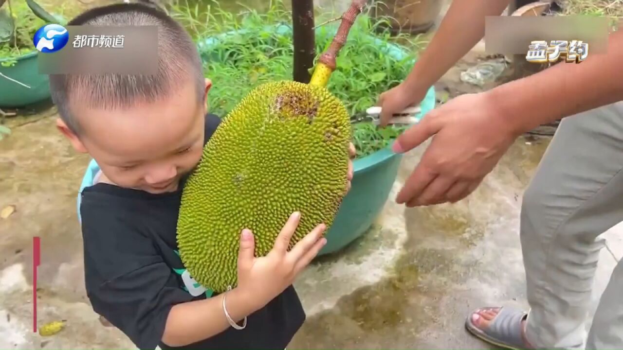 爸爸爱好种植,给宝宝打造专属“小果园”,只为让其实现水果自由!