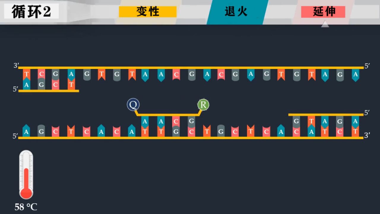 逆转录PCR #核酸检测原理