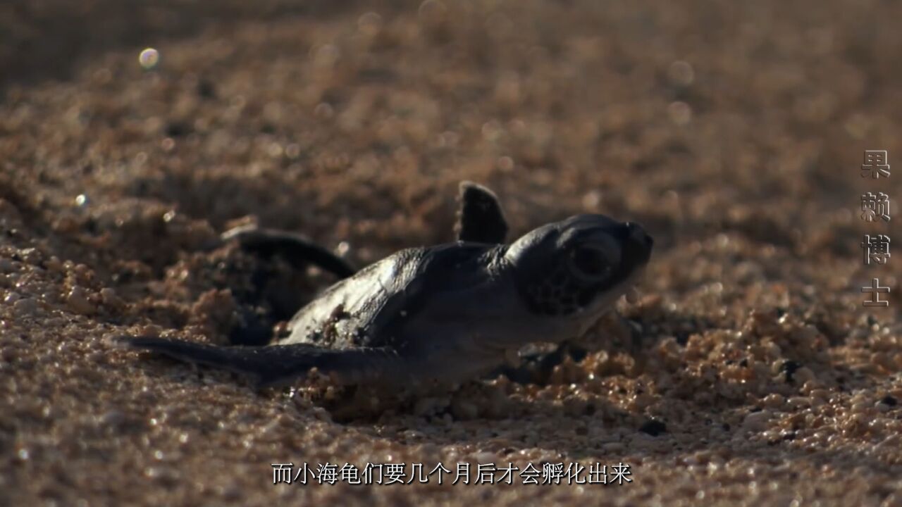 海龟宝宝一生都见不到它们的妈妈