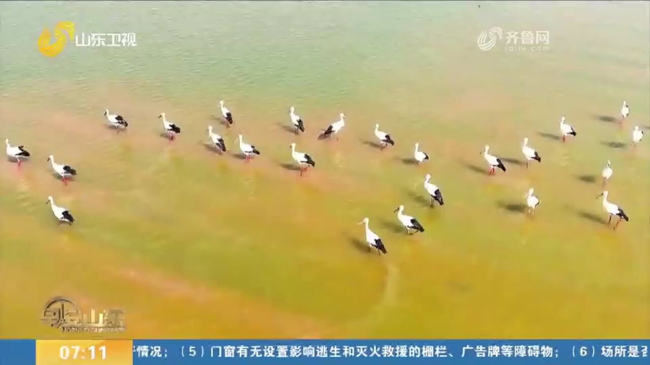 山东:加快海洋生态修复治理,加强生物多样性,守护海洋生态家园