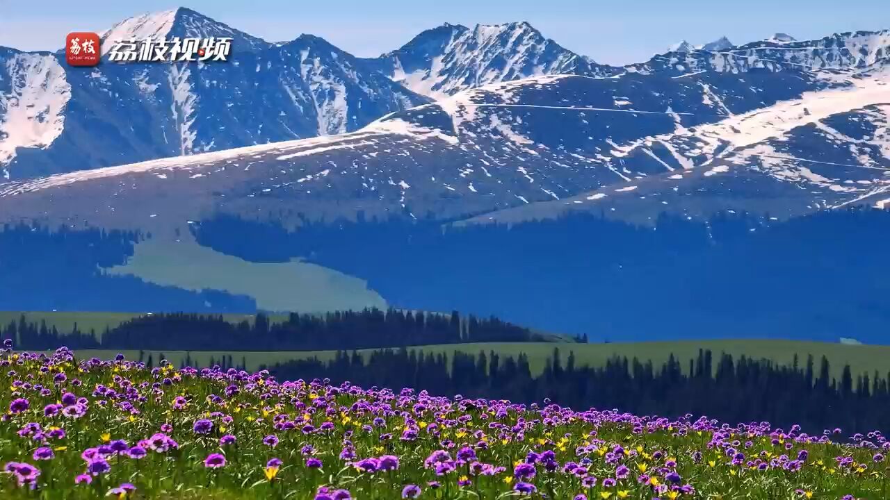 紫色花海!喀拉峻大草原报春花雪山下盛放