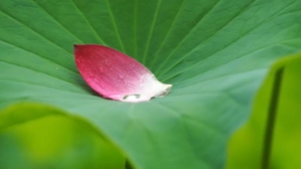 优雅迷人!雨后荷花绽放开出夏日氛围感