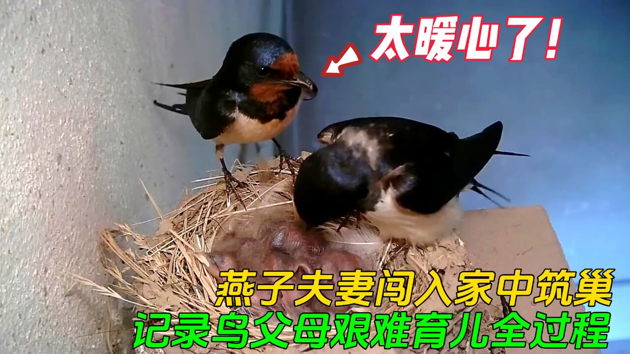 燕子夫妻霸占屋檐筑巢下蛋,记录下燕子育儿全的过程|纪录片