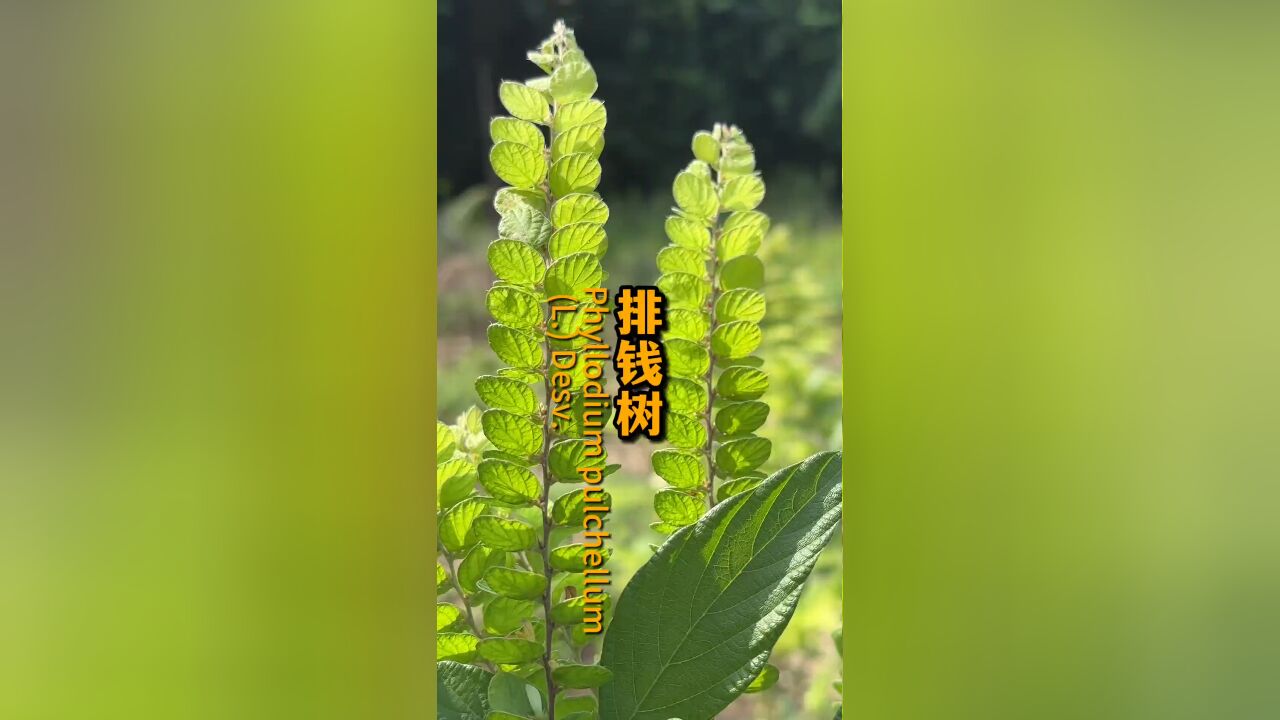 它的名字很派气,长得很精致,排钱树自带香气