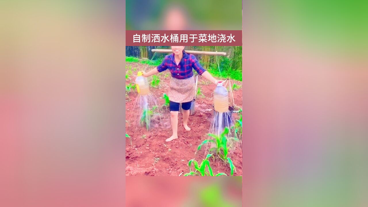 农民自制洒水桶用于菜地浇水,高效实用