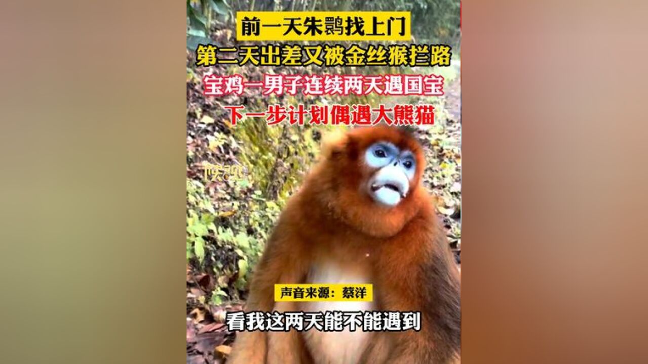 前一天朱鹮找上门,第二天出差又被金丝猴拦路, 宝鸡一男子连续两天遇国宝,下一步计划偶遇大熊猫