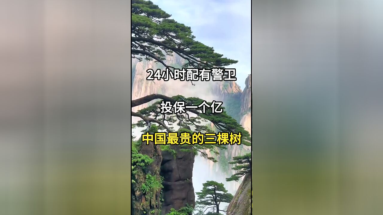 中国价值连城的三棵树:稀世珍宝,你见过吗