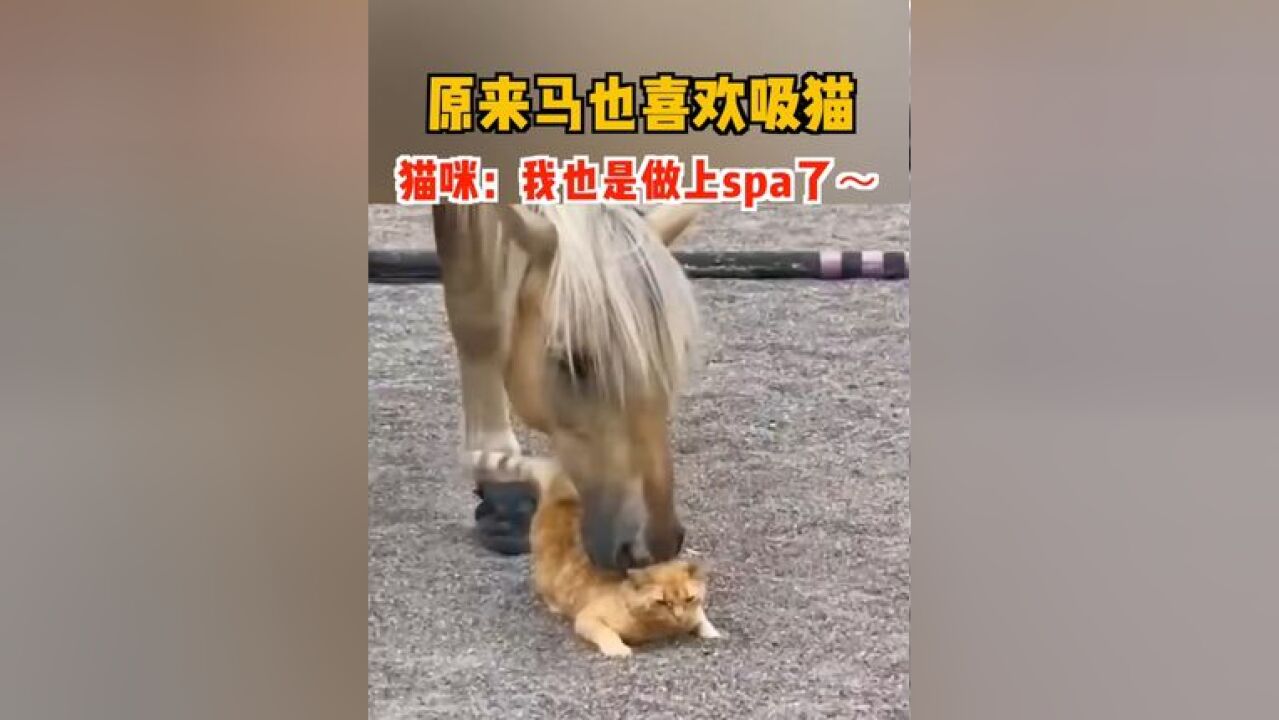 原来马也喜欢吸猫,猫咪:我也是做上spa了~