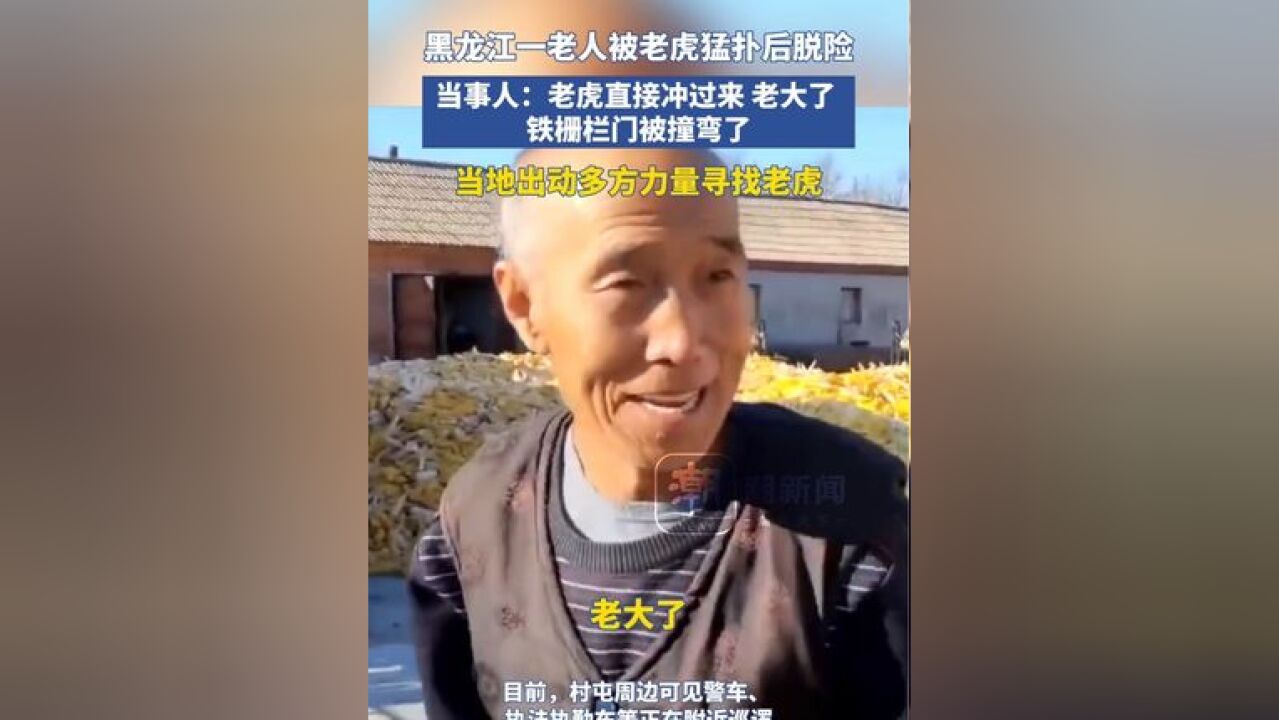 黑龙江一老人被老虎猛扑后脱险 当事人:老虎直接冲过来 老大了,铁栅栏门被撞弯了.当地出动多方力量寻找老虎