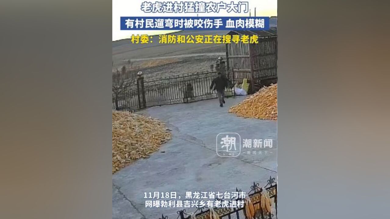 黑龙江有老虎进村猛撞农户大门,村民被一把扑倒:左手被咬血肉模糊,基本保不住了