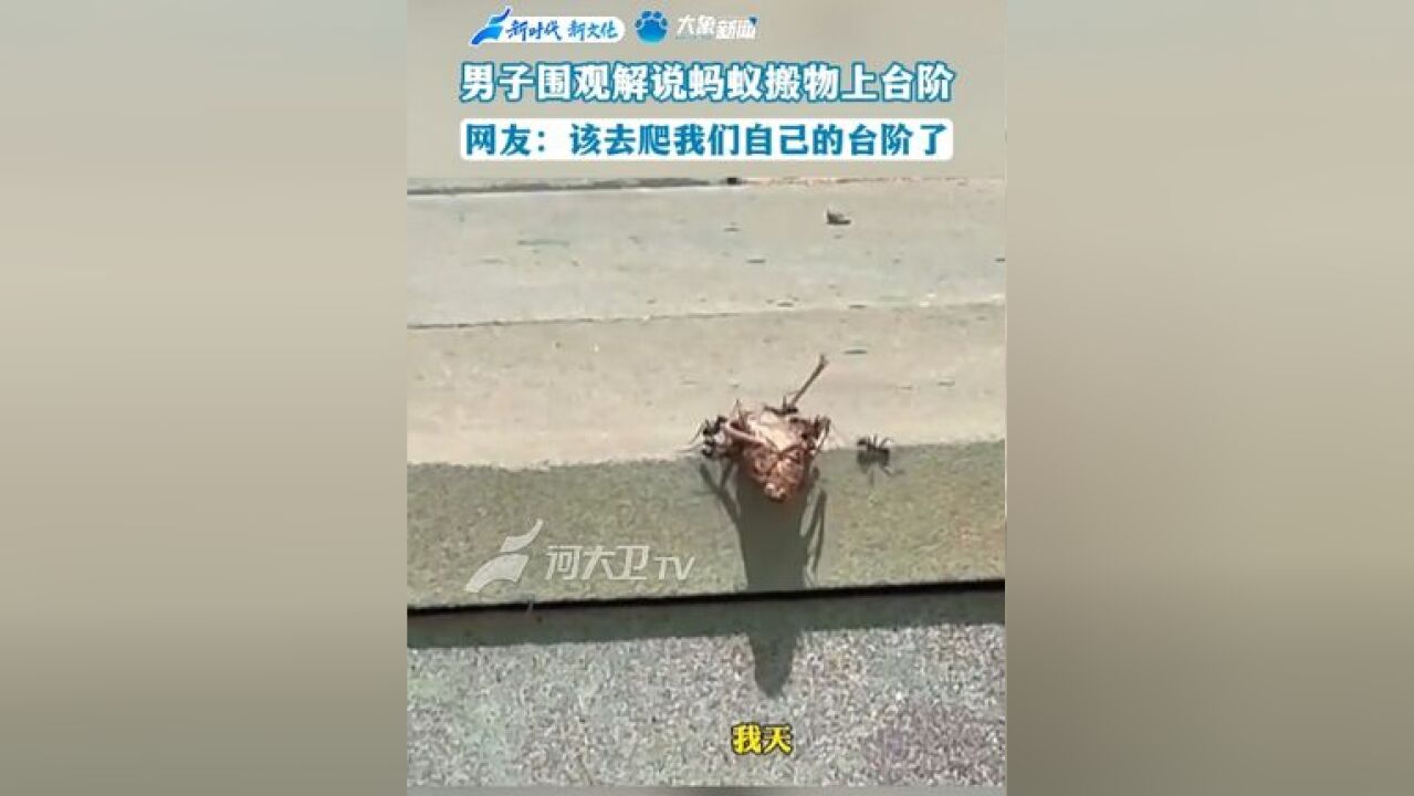 小小蚂蚁力量大 男子围观解说蚂蚁搬物上台阶,网友:该去爬我们自己的台阶了