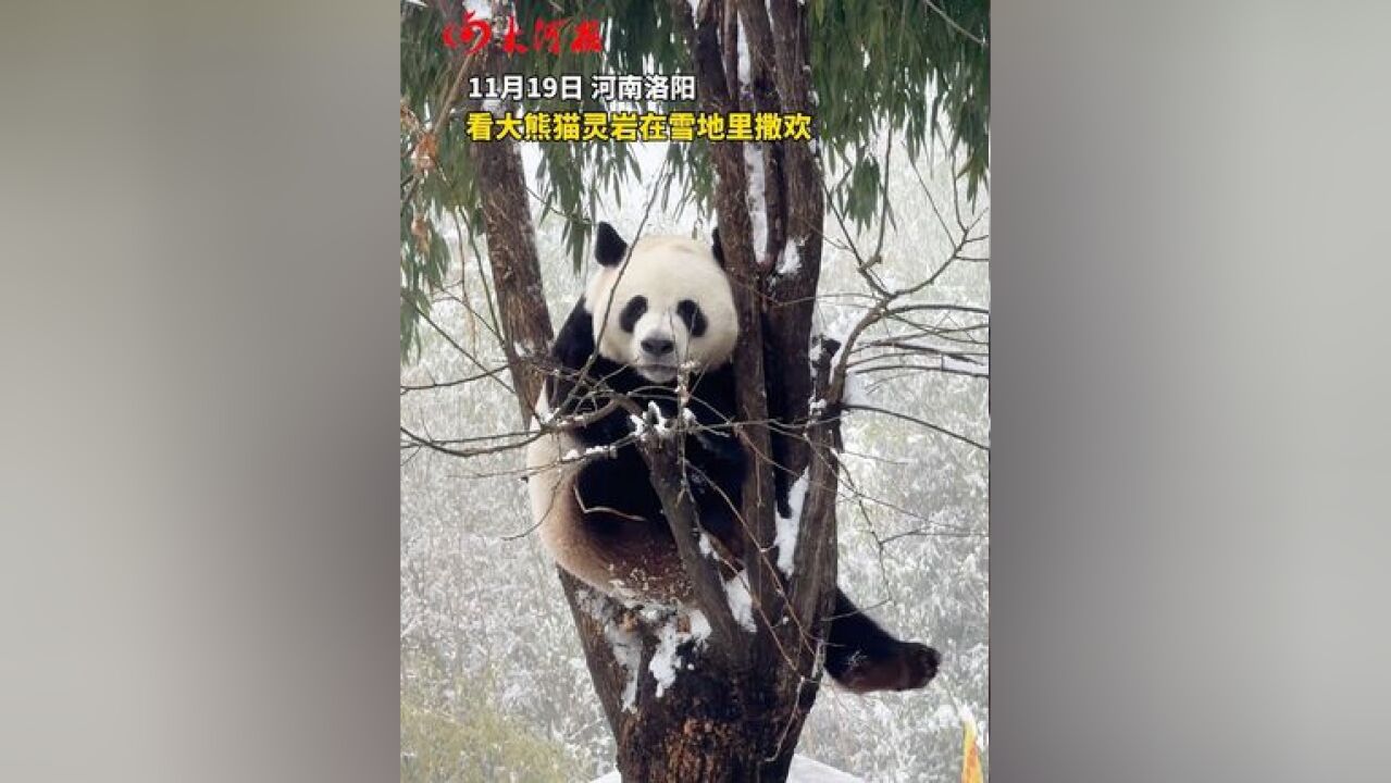 洛阳大熊猫灵岩在雪地里撒欢 也太快乐了