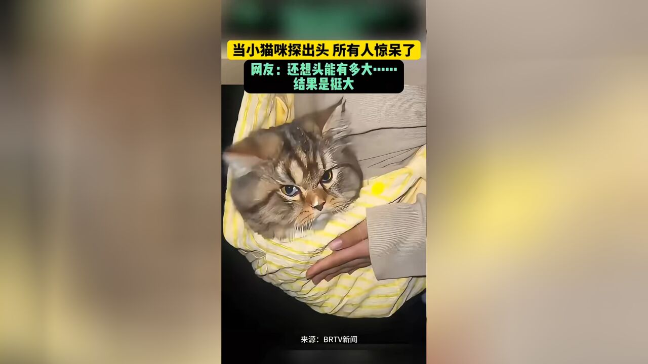 小猫咪竟然是“大头娃娃”,当它探出头,所有人惊呆了