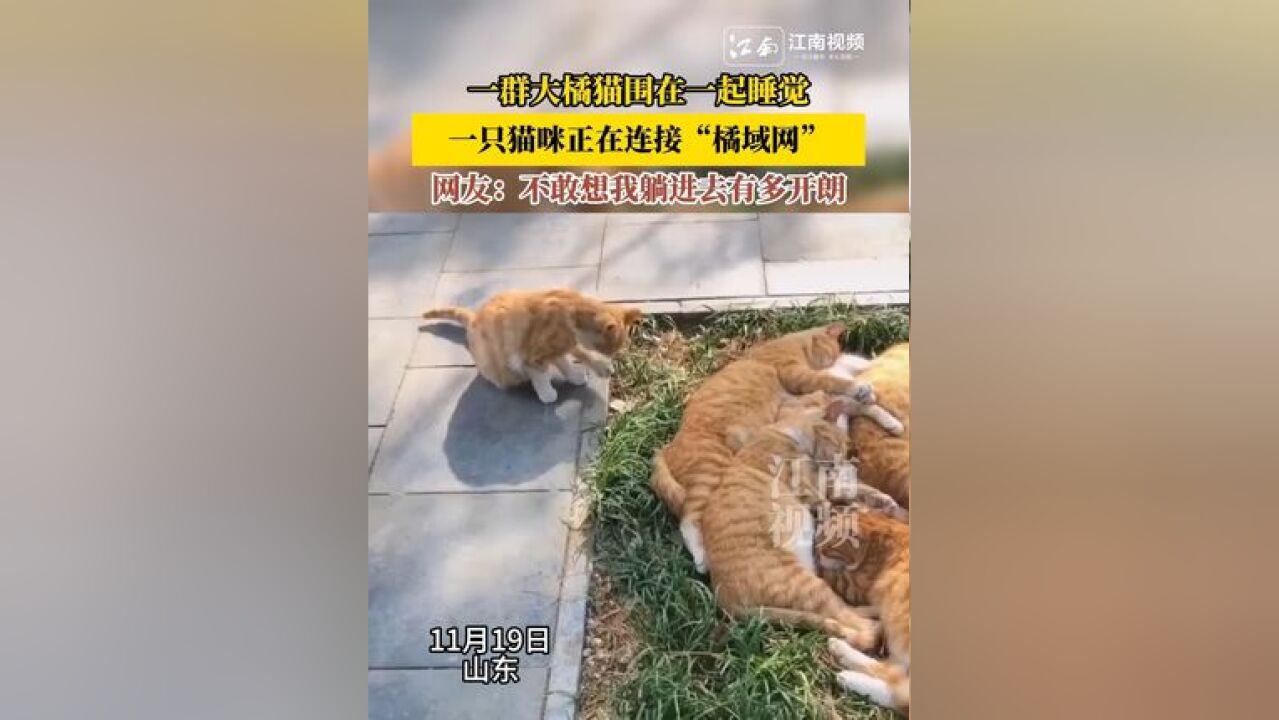 一群大橘猫在一起睡觉,一只猫咪正在连接橘域网,网友:不敢想我躺进去有多开朗