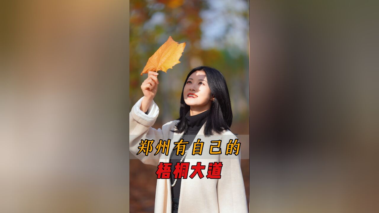 你关于郑州的记忆是什么?梧桐树是我不曾了解的另一面!