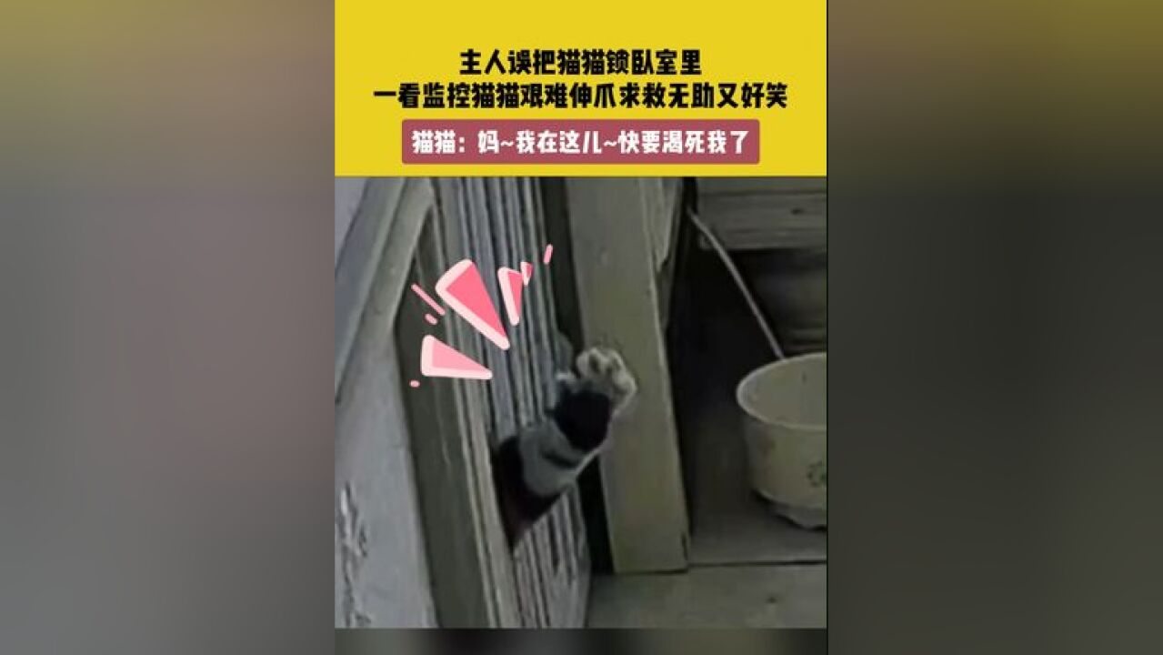 11月22日(发布),河南.主人误把猫猫锁卧室里,一看监控猫猫艰难伸爪求救无助又好笑.猫猫:妈~我在这儿~快要渴死我了