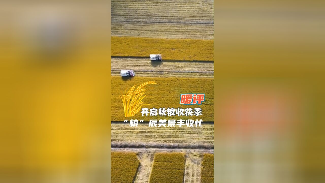 暖评:苏州开启秋粮收获季,“粮”辰美景丰收忙