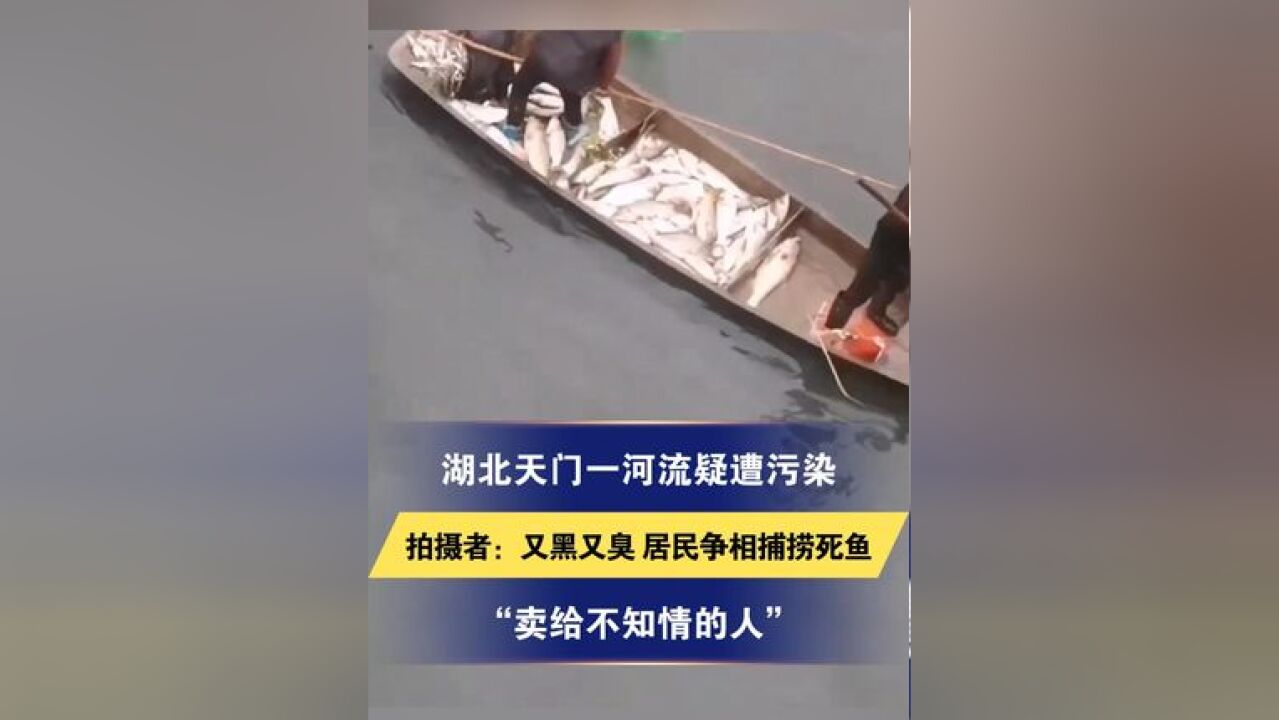 湖北天门一河流疑遭污染 拍摄者:又黑又臭 居民争相捕捞死鱼“卖给不知情的人”官方回应:生活污水管道破损导致