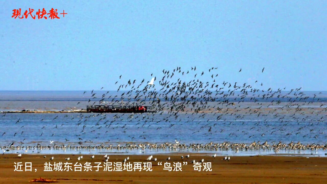 冬日盛景!盐城条子泥再现“鸟浪”奇观