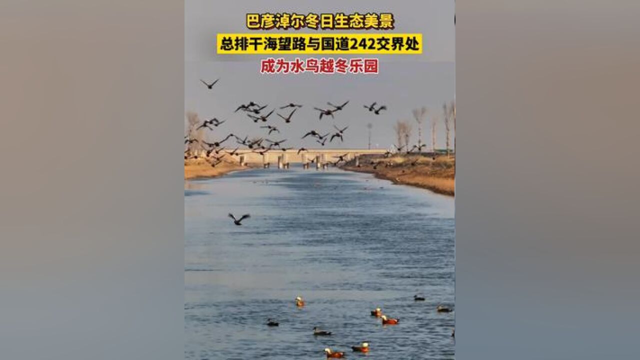 巴彦淖尔冬日生态美景!总排干海望路与国道242交界处成为水鸟越冬乐园