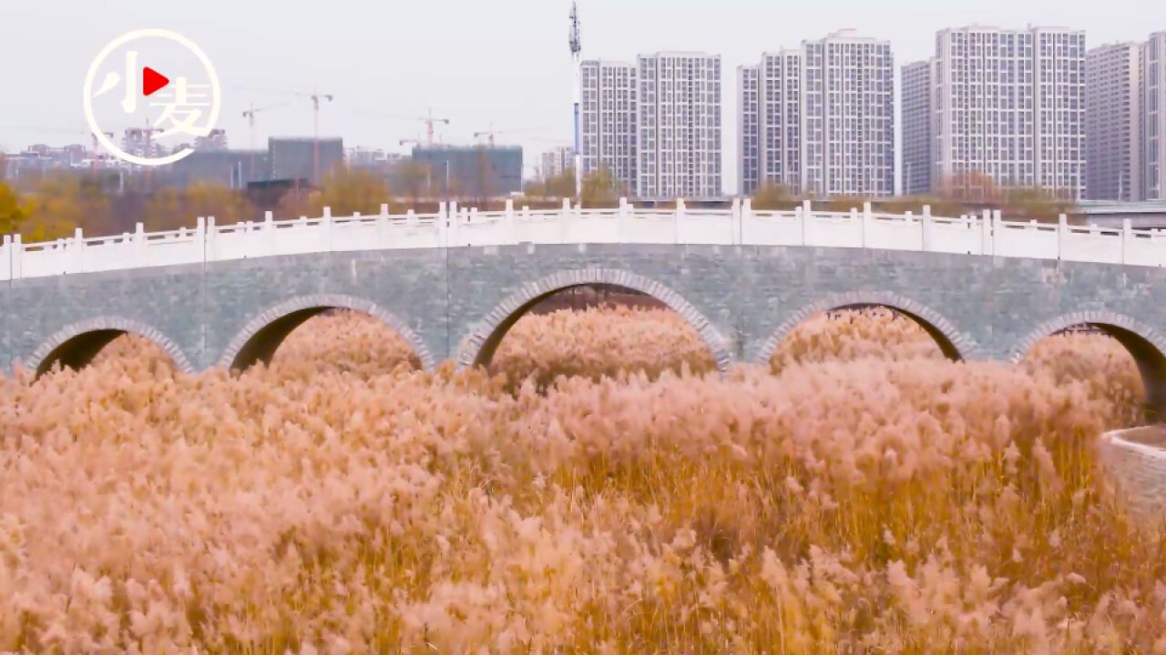 郑州 冬季连片芦花 呈现浪漫景色